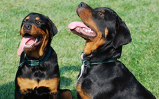 Zdjęcie poglądowe - dwa psy