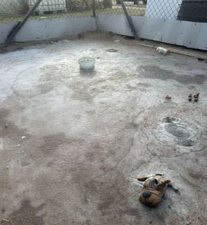 prowizoryczny kojec dla psa