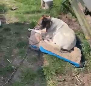 Zabezpieczono dwa psy, które nie miały zapewnionych prawidłowych warunków bytowych – ich właściciele mogą ponieść konsekwencje prawne znęcania się nad zwierzętami