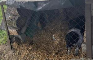 Kolejny zaniedbany pies odebrany od właściciela, który nie zapewnił mu odpowiednich warunków bytowych