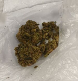 zabezpieczona marihuana