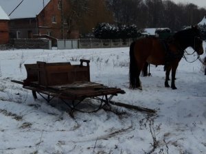 Uszkodzone sanie i koń, który je ciągnął